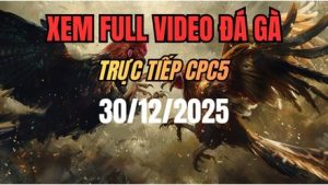 Xem Lại Video Đá Gà CPC5 Trực Tiếp Ngày 30/12/2025
