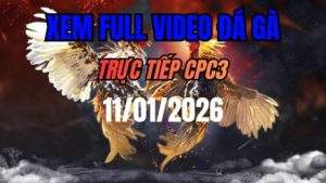 Xem Lại Video Đá Gà CPC3 Trực Tiếp Ngày 11/01/2026