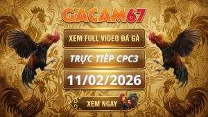 Xem Lại Video Đá Gà CPC3 Ngày 11/02/2026