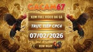 Xem Lại Video Đá Gà CPC4 Ngày 07/02/2026
