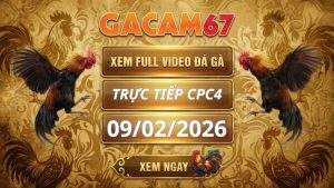 Xem Lại Video Đá Gà CPC4 Ngày 09/02/2026