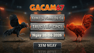 Xem Lại Video Đá Gà CPC5 Ngày 26/04/2026